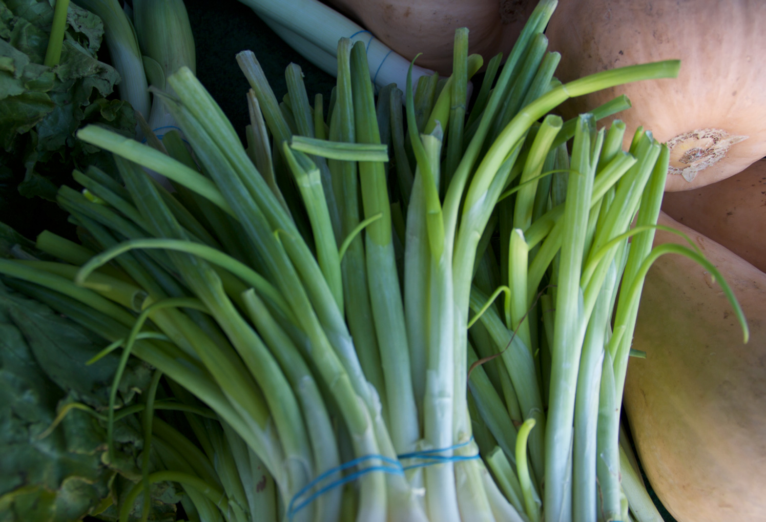 Bundles of fresh green onions and scallions with butternut squash