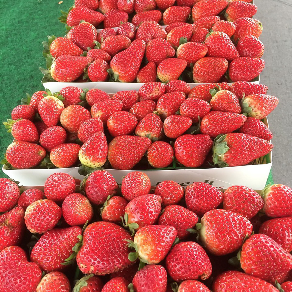 Flats of fresh ripe strawberries at the farmers market